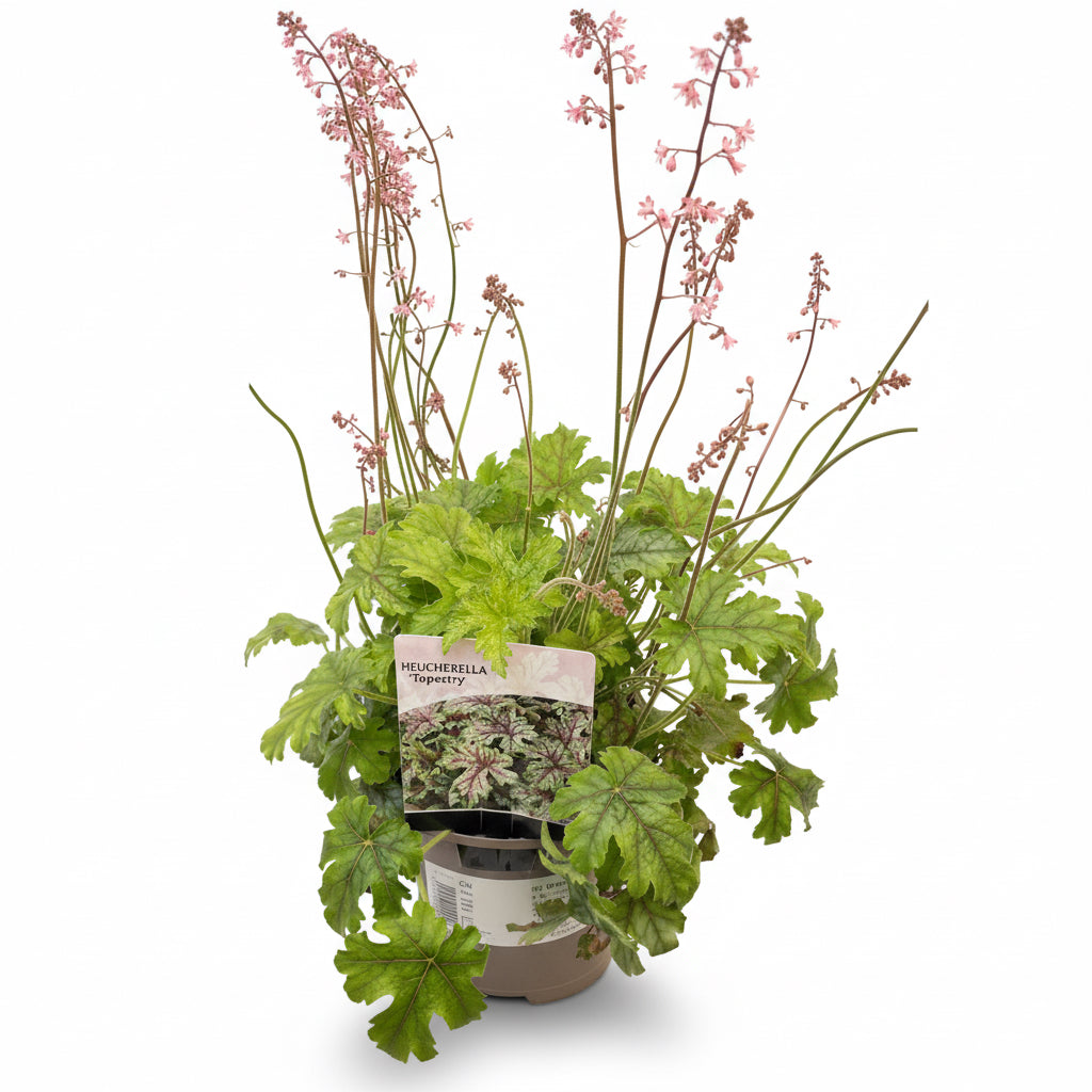 Heucherella 'Tapestry'