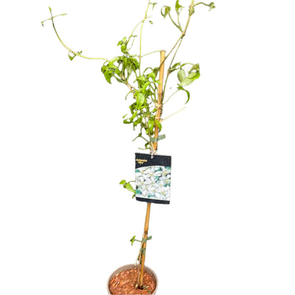 Clematis Montana 'Alba'