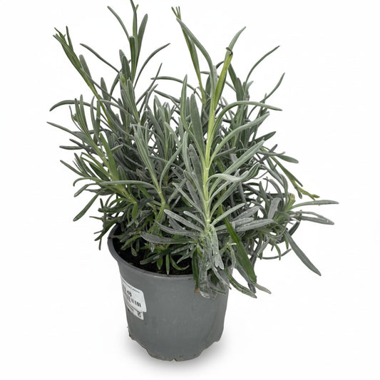 Lavandula angustifolia